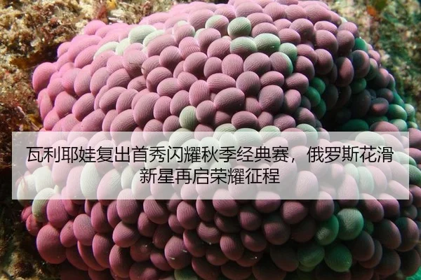 瓦利耶娃复出首秀闪耀秋季经典赛，俄罗斯花滑新星再启荣耀征程